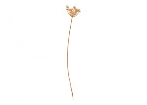 queen-anne-s-lace-stem-faux-stem